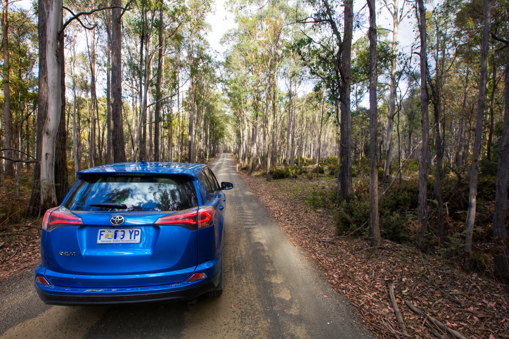 Car driving through the Tasmanian Bush